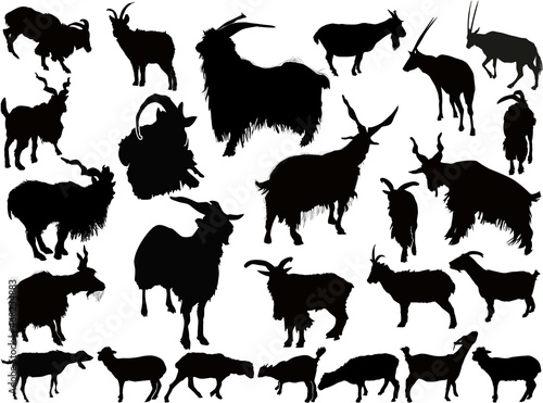 twenty five goats silhouettes isolated on white