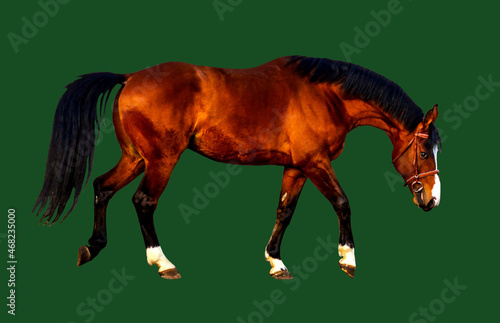 light bay horse isolated on a green background, collage