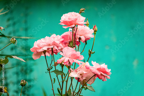 Pale pink rose bush on a background of green wall