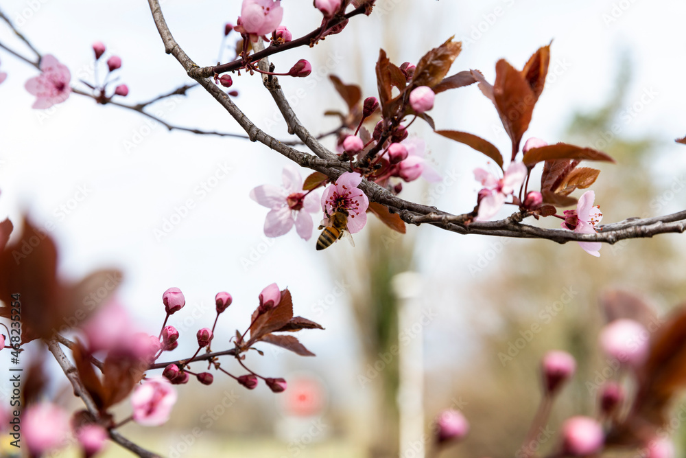 Spring trees: pink apple blossom branches with a bee on a flower Spring trees: pink apple blossom branches with a bee on a flower