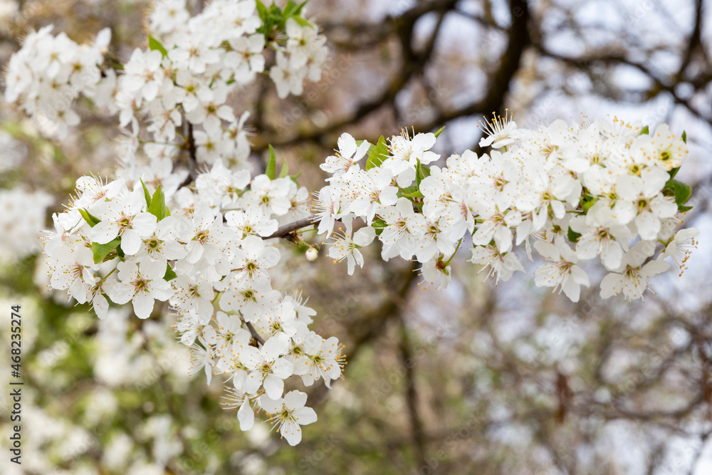Spring trees blossom: white apple branches with bloomed flowers Spring trees blossom: white apple branches with bloomed flowers