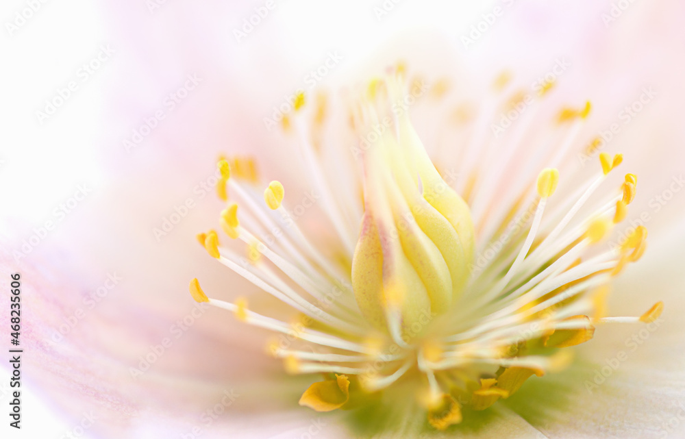 Flower hellebore, macro photo. Beautiful nature background.