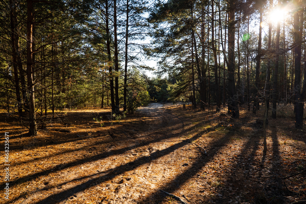 Obraz premium Pine forest. Sunlight through the trees