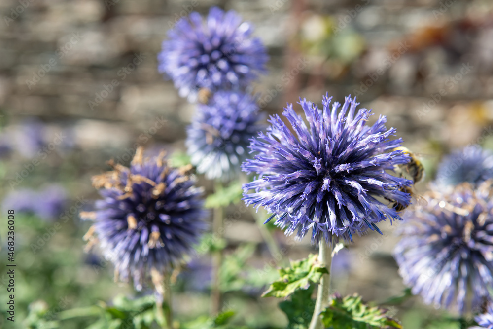 Southern globethistle (echinops ritro) flowers in bloom Southern globethistle (echinops ritro) flowers in bloom