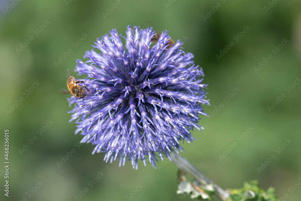 Close up of a southern globethistle (echinops ritro) flower Close up of a southern globethistle (echinops ritro) flower