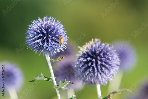 Southern globethistle  echinops ritro  flowers in bloom