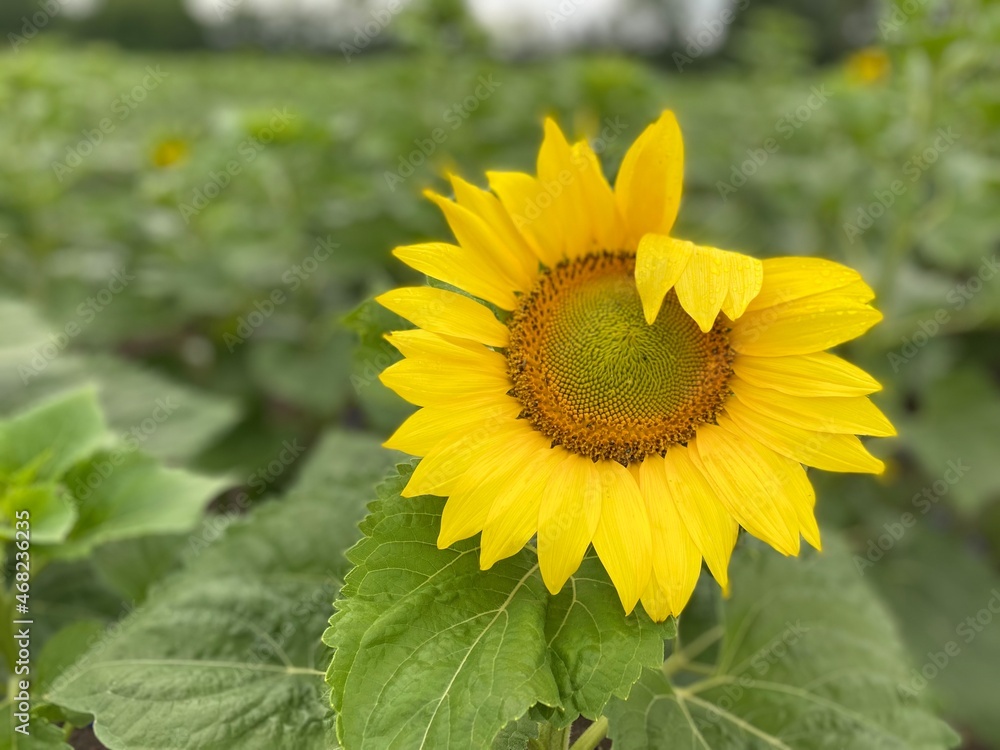 Fototapeta premium Sonnenblume
