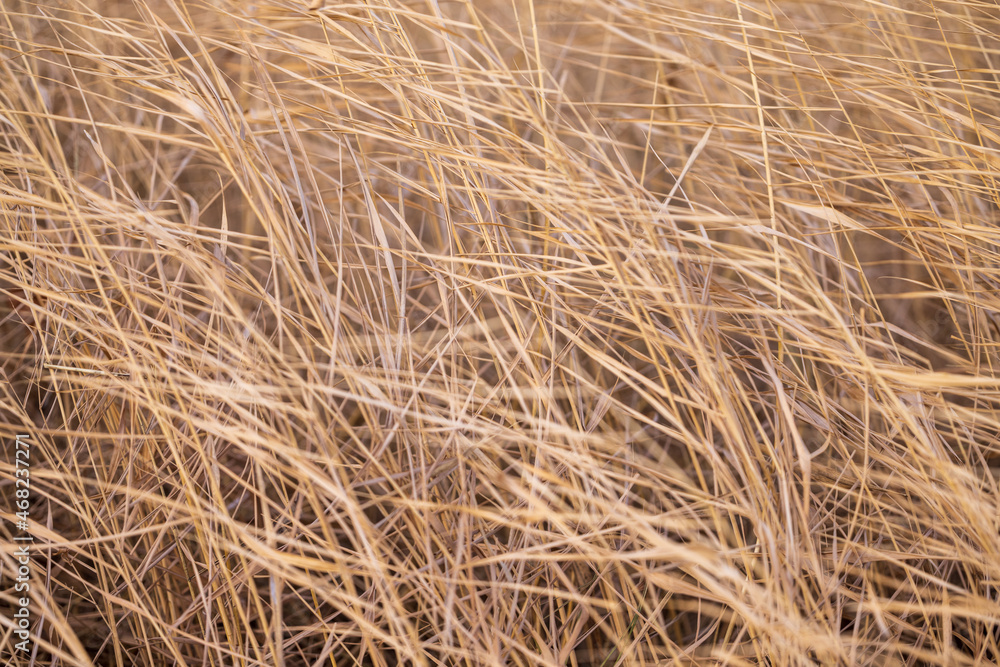 The texture of dried coastal plants. Dense forest of dried stems. The texture of dried coastal plants. Dense forest of dried stems.