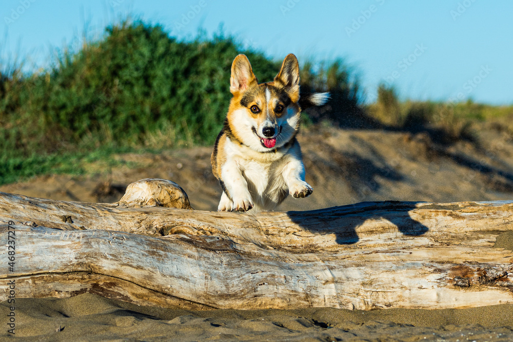 Welsh Corgi Pembroke jumping over a wooden branch at the beach on a sunny day