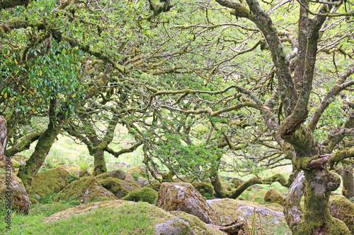   Wistmans Wood in Dartmoor  Devon 