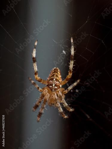 Cross Spider in the center of the spider web
