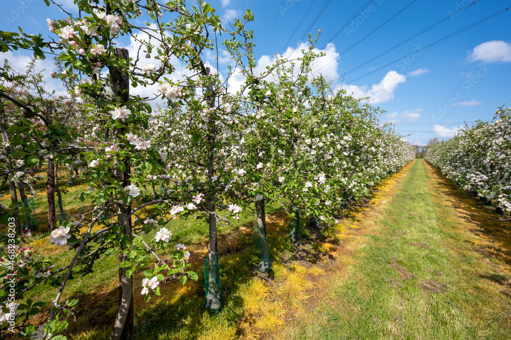 Spring pink blossom of apple trees on fruit orchards in Zeeland, Netherlands Spring pink blossom of apple trees on fruit orchards in Zeeland, Netherlands