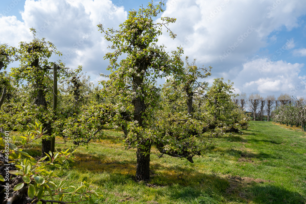 Obraz premium Spring white blossoms of pear trees on fruit orchards in Zeeland, Netherlands