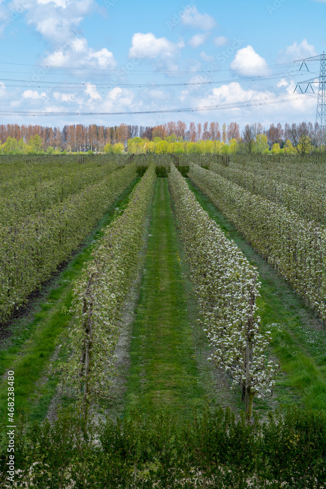 Spring white blossoms of pear trees on fruit orchards in Zeeland, Netherlands Spring white blossoms of pear trees on fruit orchards in Zeeland, Netherlands