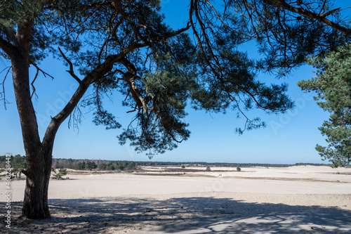 Fototapeta Naklejka Na Ścianę i Meble -  Walking trails in Dutch national park with yellow sandy dunes, pine tree forest and dried old desert plants