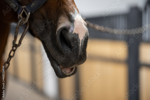 Fototapeta Naklejka Na Ścianę i Meble -  Close-up of horse snout in stable. Concept of thoroughbred horses