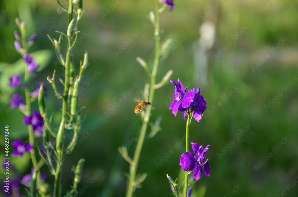 A closeup of honey bee collecting pollen of of beautiful violet flower A closeup of honey bee collecting pollen of of beautiful violet flower