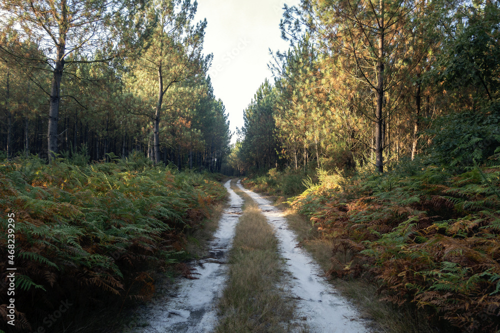 Obraz premium Le chemin, aventure pédestre en images sur les grands chemins de randonnées en France et en Europe.