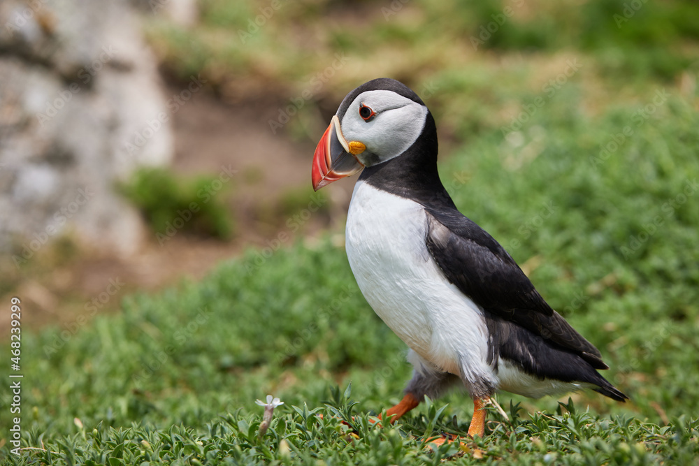 Fototapeta premium puffin birds on the Saltee Islands in Ireland, near their nest