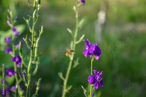 A closeup of honey bee collecting pollen of of beautiful violet flower © Dmytro