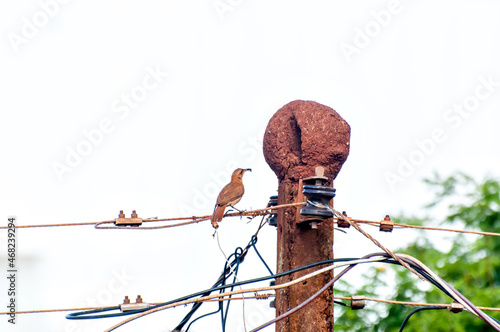 Rufous Hornero in his nest on top of a light pole photo