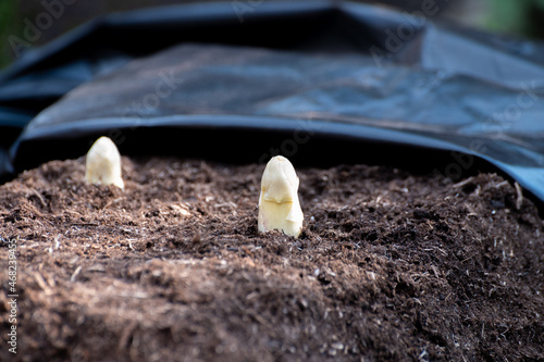 Wallpaper Mural Harvesting on farm field of high quality Dutch white asparagus vegetables, growing asparagus, tasty vegetarian dinner Torontodigital.ca