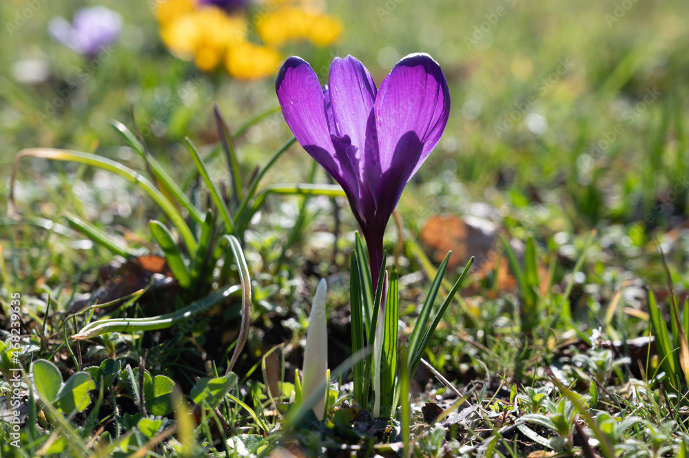 First spring flowers, blossom of purple crocusses First spring flowers, blossom of purple crocusses