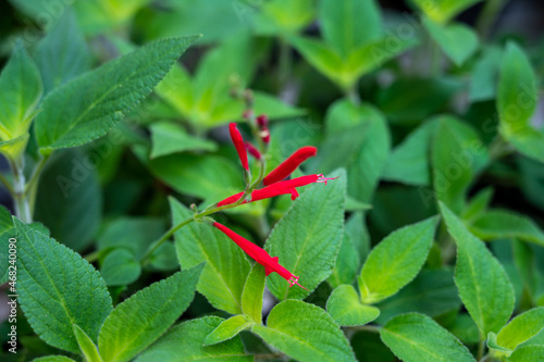 Botanical collection, red blossom and green leaves of kitchen, medicinal and aromatic plant pineapple salvia