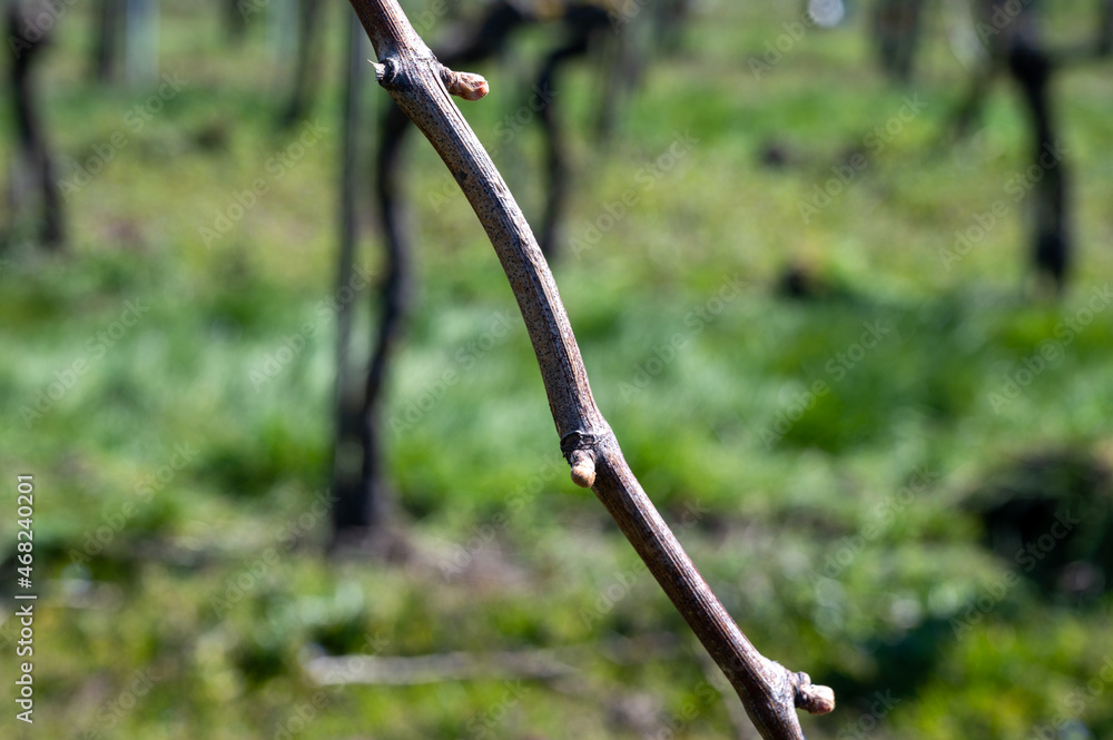 White and rose wine production on Dutch vineyards, rows of grape plants in spring, Zeeland, Netherlands White and rose wine production on Dutch vineyards, rows of grape plants in spring, Zeeland, Netherlands