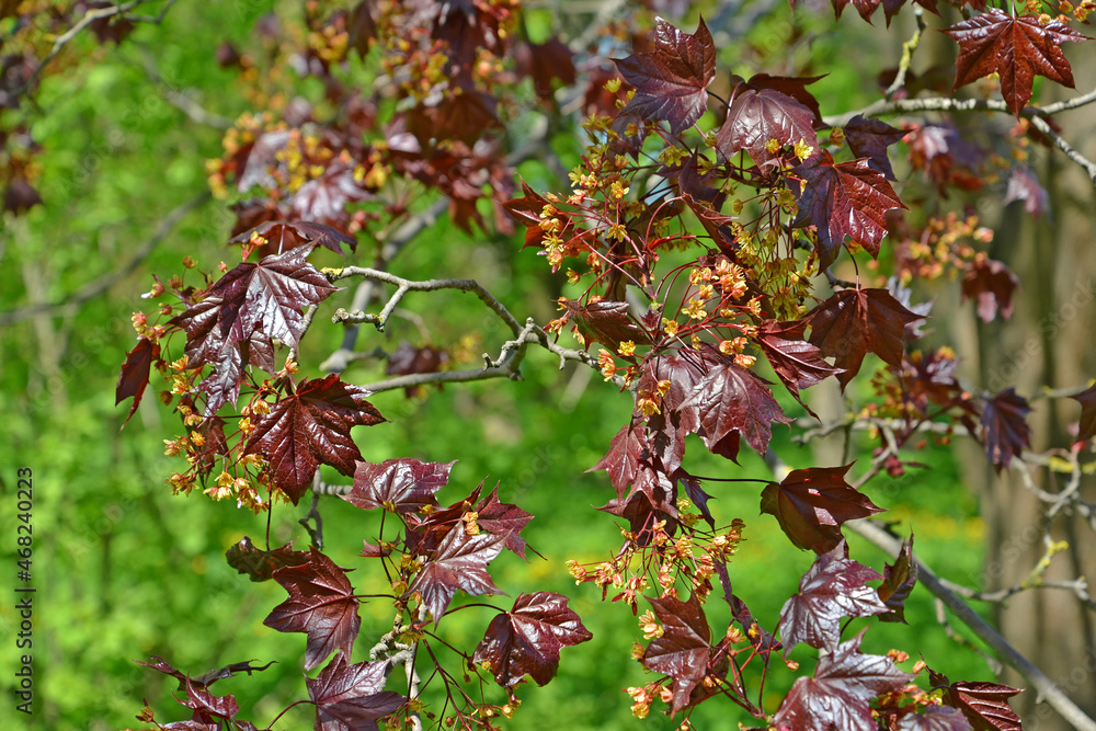 Flowering maple, Crimson King variety (Acer platanoides L.)