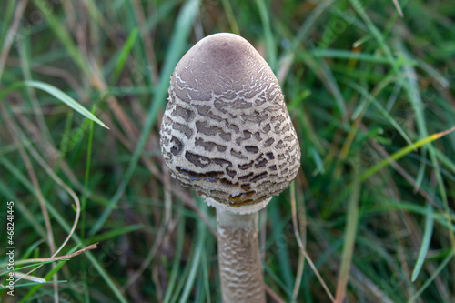 mushroom in the grass