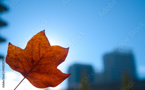 秋の始まりを告げる紅葉