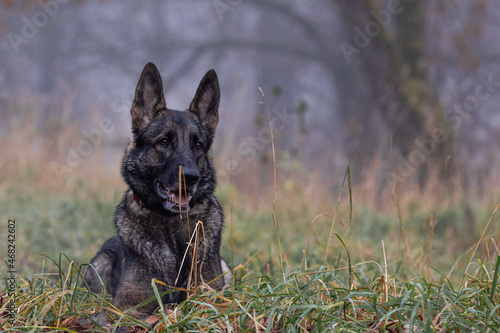 dog
