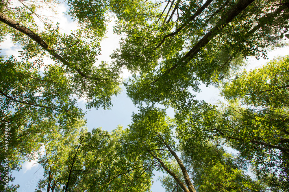 Obraz premium wald von unten