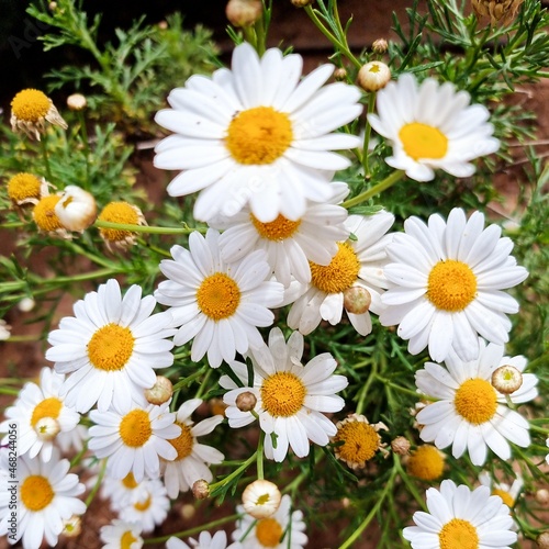 daisies