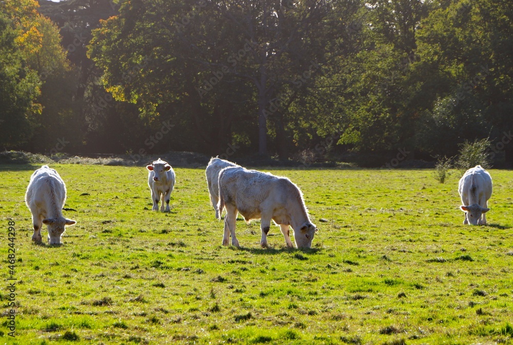 Fototapeta premium Charolais cattle young bulls grazing late afternoon