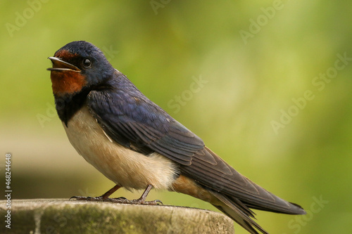 swallow bird