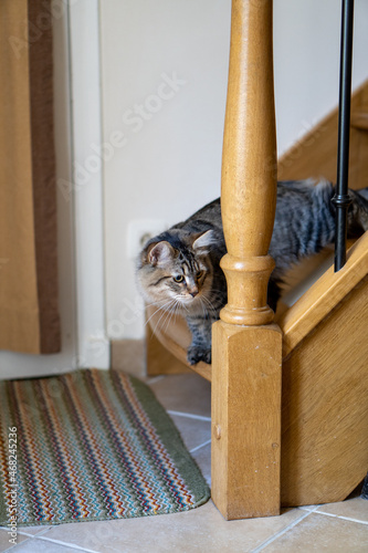 cat in the stairs