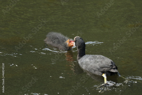 coot mother feeding baby coot