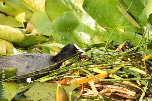 coot building nest 