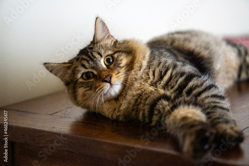 cat laying down and looking at the camera