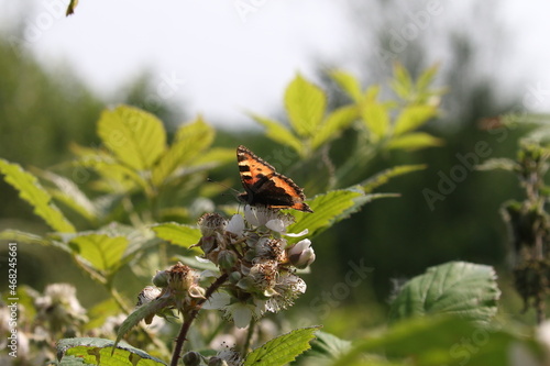 butterfly on a flower