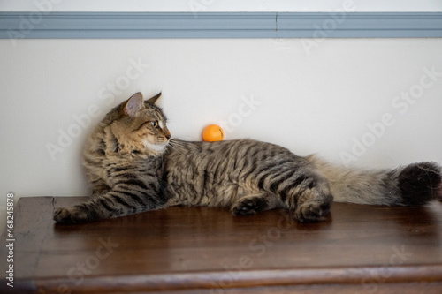 cat laying down with a ping pong ball