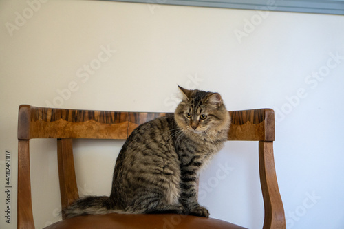 cat sitting