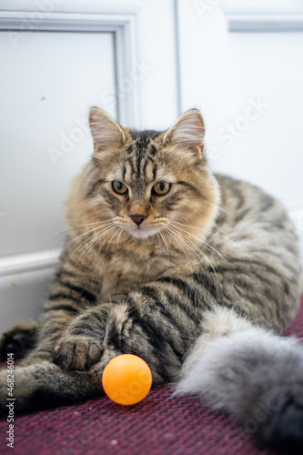 cat laying down with a ping pong ball