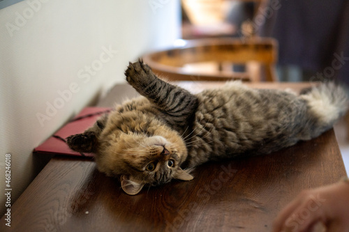 cat laying down