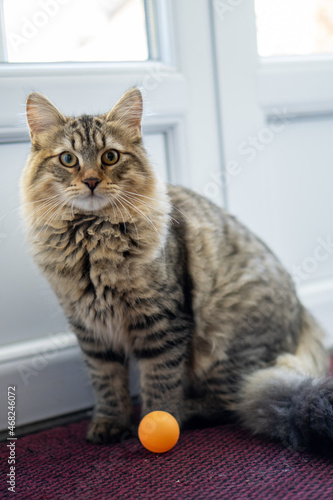 cat sitting and looking at the camera