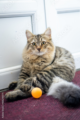 cat laying down with a ping pong ball and looking at the camera