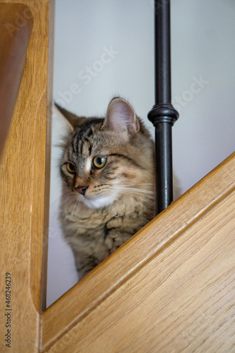 cat in the stairs