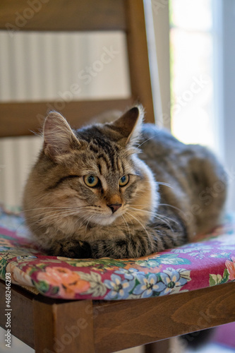 cat laying down